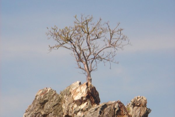 Confidence in the Transition by Dana Pittman Confidence in the Transition by Dana Pittman